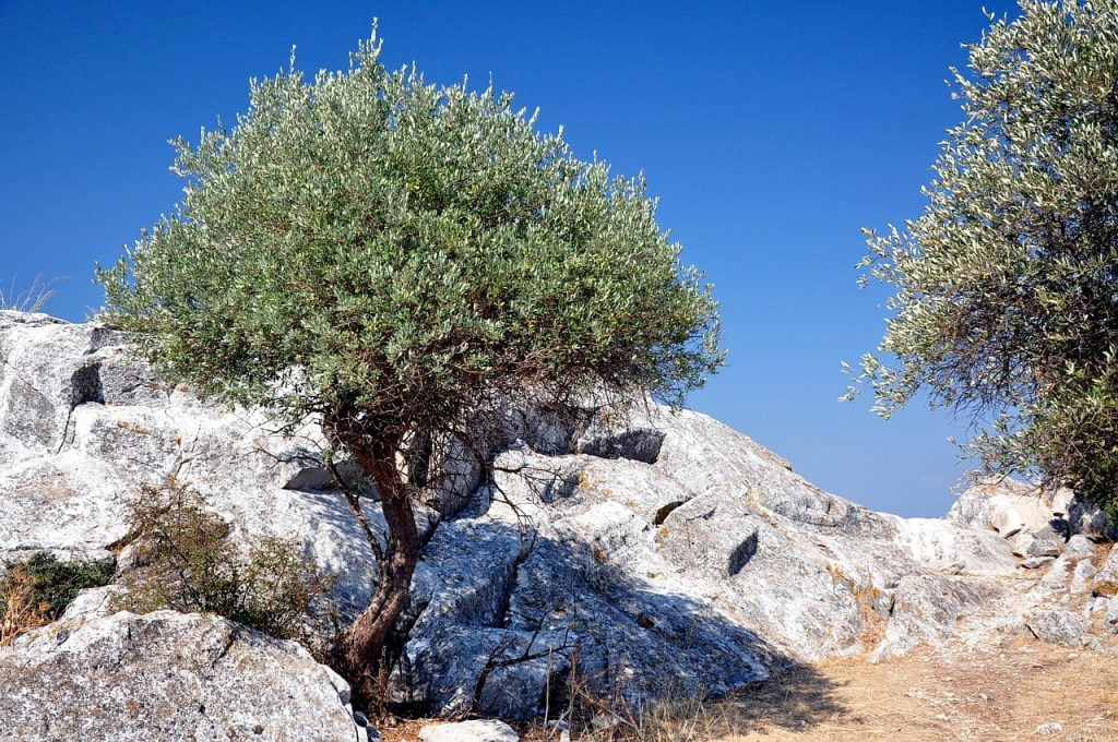Olive tree in Thassos island Greece
