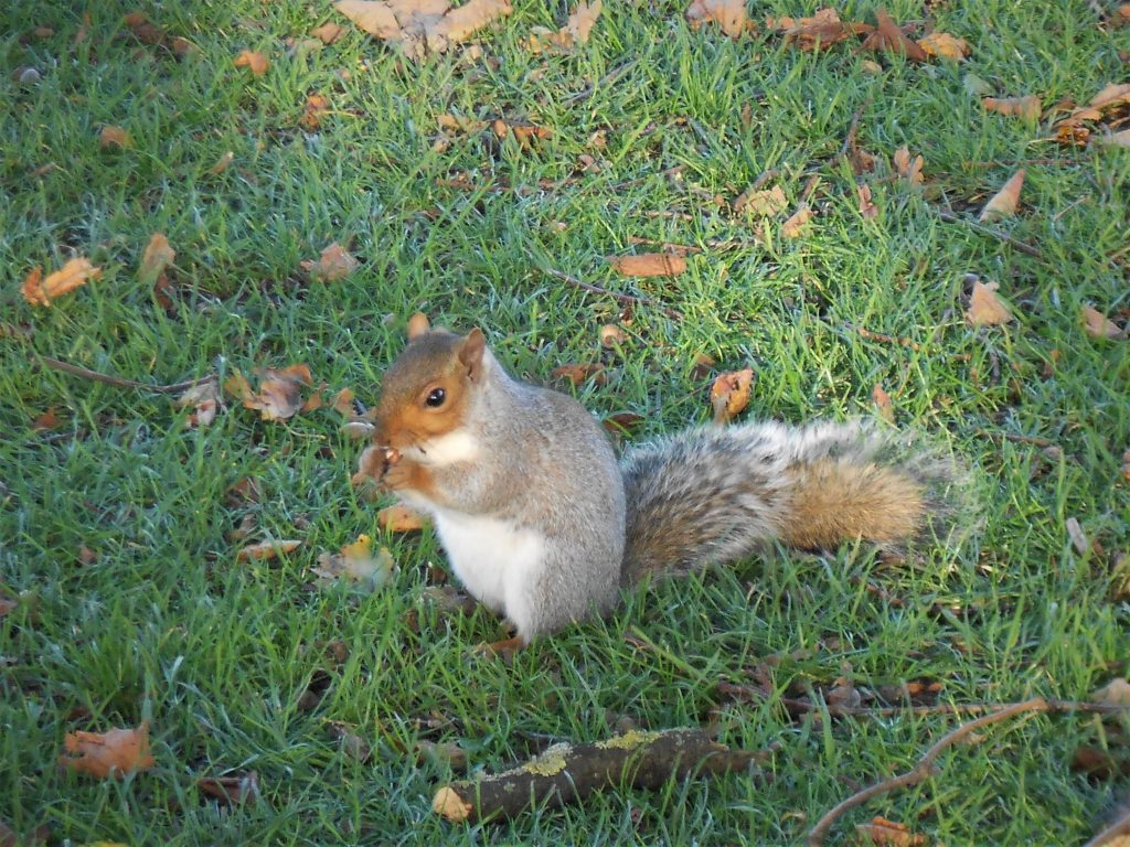 Londra_squirrel