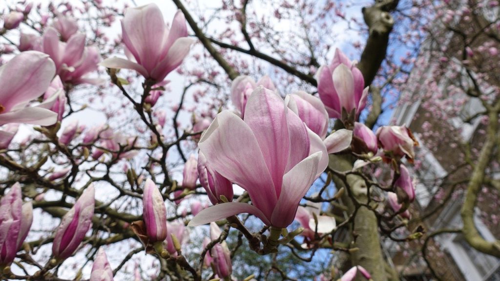 Londra magnolia
