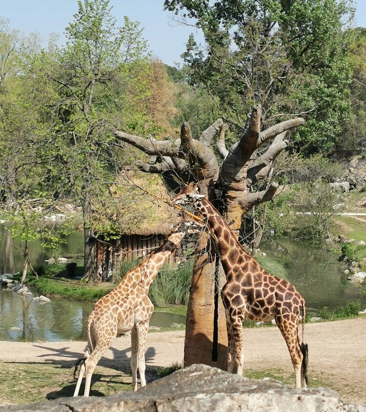 parco natura viva verona