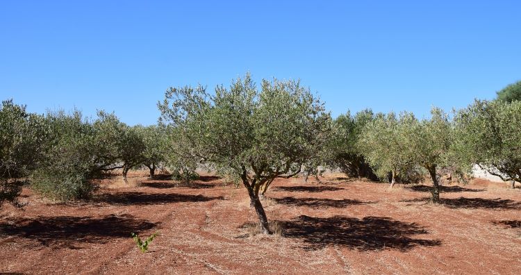 ulivi in salento