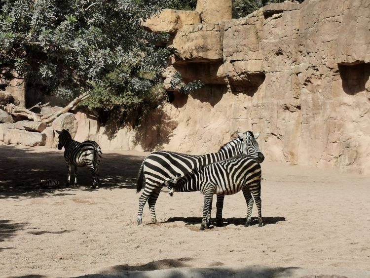 visitare il bioparc di valencia