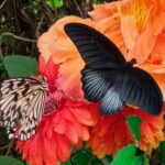 Casa delle Farfalle Butterfly Arc Montegrotto Terme