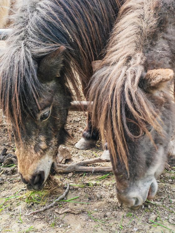 Tatanka Farm a Costabissara: la storia di un sogno, due amici e un allevamento di bisonti in Veneto 4 pony cavalli tatanka farm vicenza