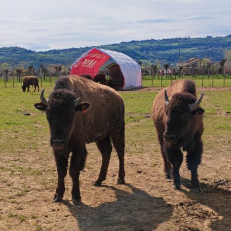 Tatanka Farm costabissara bisonti vicenza