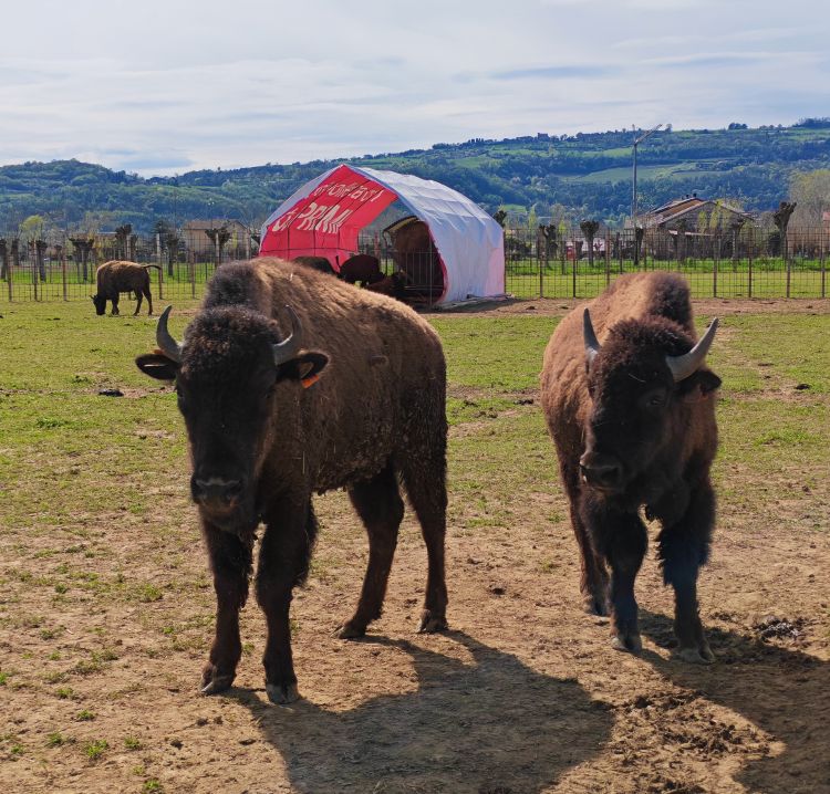 Tatanka Farm a Costabissara: la storia di un sogno, due amici e un allevamento di bisonti in Veneto
